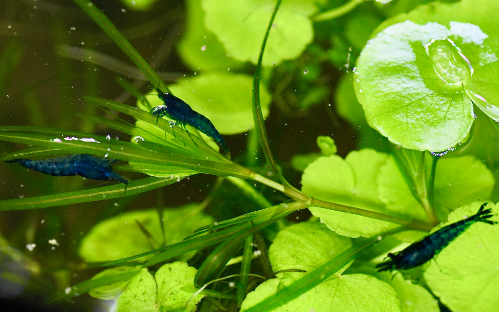 Live Neocaridina Blue Dream Shrimp - Stunning Blue Color - 10 Juvenile Blue Dream Shrimp - Freshwater Aquarium Shrimp