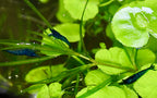 Live Neocaridina Blue Dream Shrimp - Stunning Blue Color - 10 Juvenile Blue Dream Shrimp - Freshwater Aquarium Shrimp