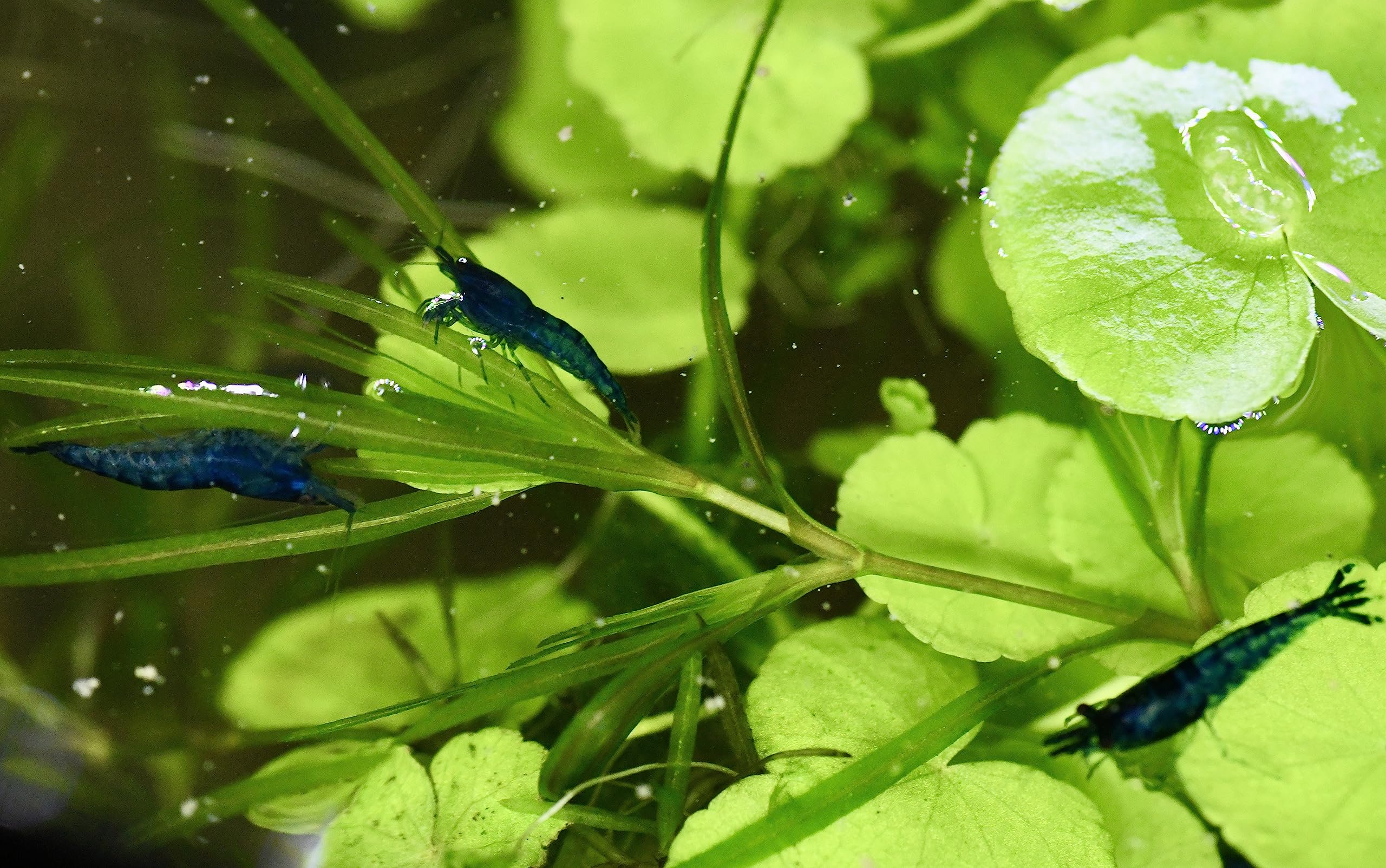 Live Neocaridina Blue Dream Shrimp - Stunning Blue Color - 10 Juvenile Blue Dream Shrimp - Freshwater Aquarium Shrimp