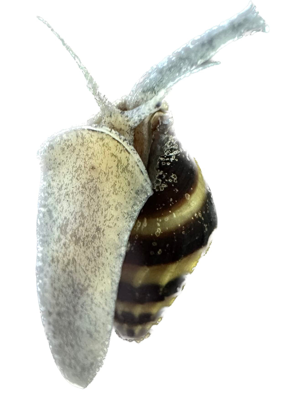Assassin Snail - Clea Helena 1 Count