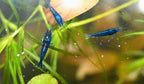 Live Neocaridina Blue Dream Shrimp - Stunning Blue Color - 10 Juvenile Blue Dream Shrimp - Freshwater Aquarium Shrimp