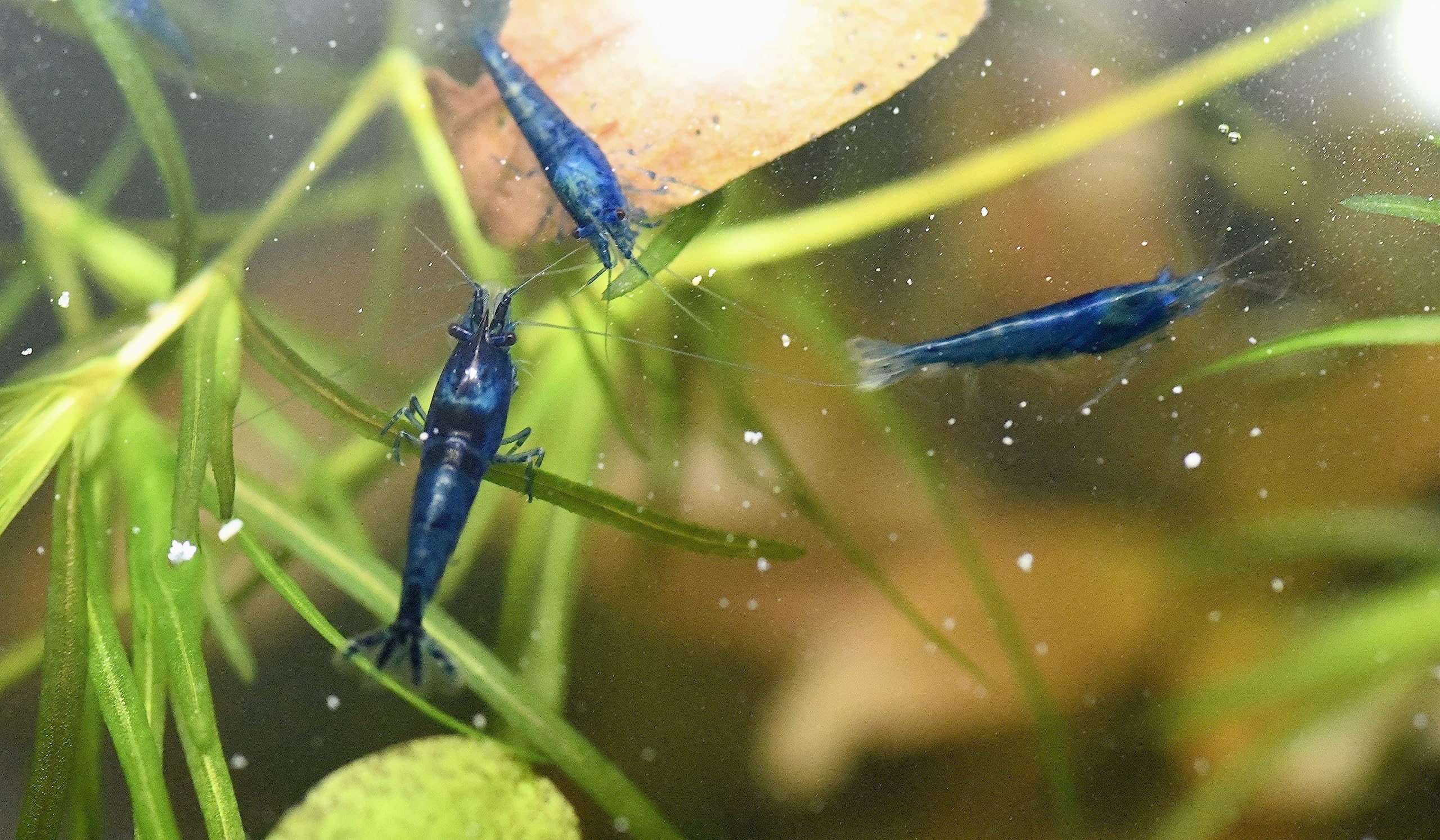 Live Neocaridina Blue Dream Shrimp - Stunning Blue Color - 10 Juvenile Blue Dream Shrimp - Freshwater Aquarium Shrimp
