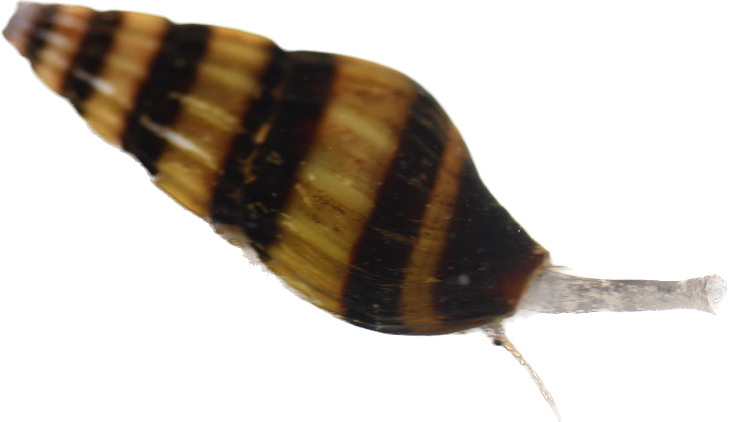 Assassin Snail - Clea Helena 1 Count