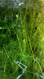 Guppy Grass - Najas Guadalupensis Live Aquarium Freshwater Plants - 1 Cup - Floating or Planted Aquarium Plant for Aquascaping Breeding Shrimp Fry Shelter Oxygenation - Ideal for Freshwater Aquariums