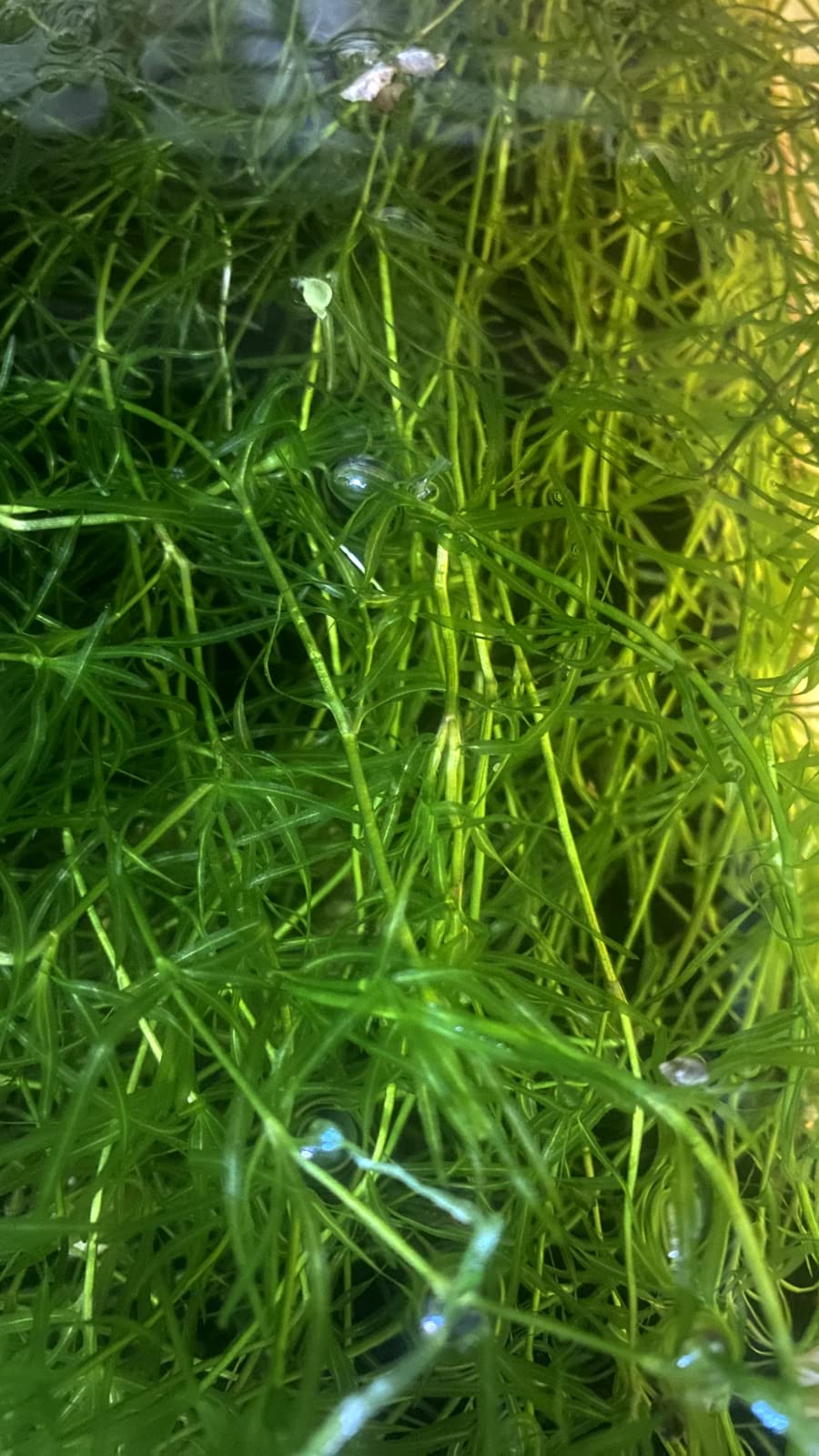 Guppy Grass - Najas Guadalupensis Live Aquarium Freshwater Plants - 1 Cup - Floating or Planted Aquarium Plant for Aquascaping Breeding Shrimp Fry Shelter Oxygenation - Ideal for Freshwater Aquariums
