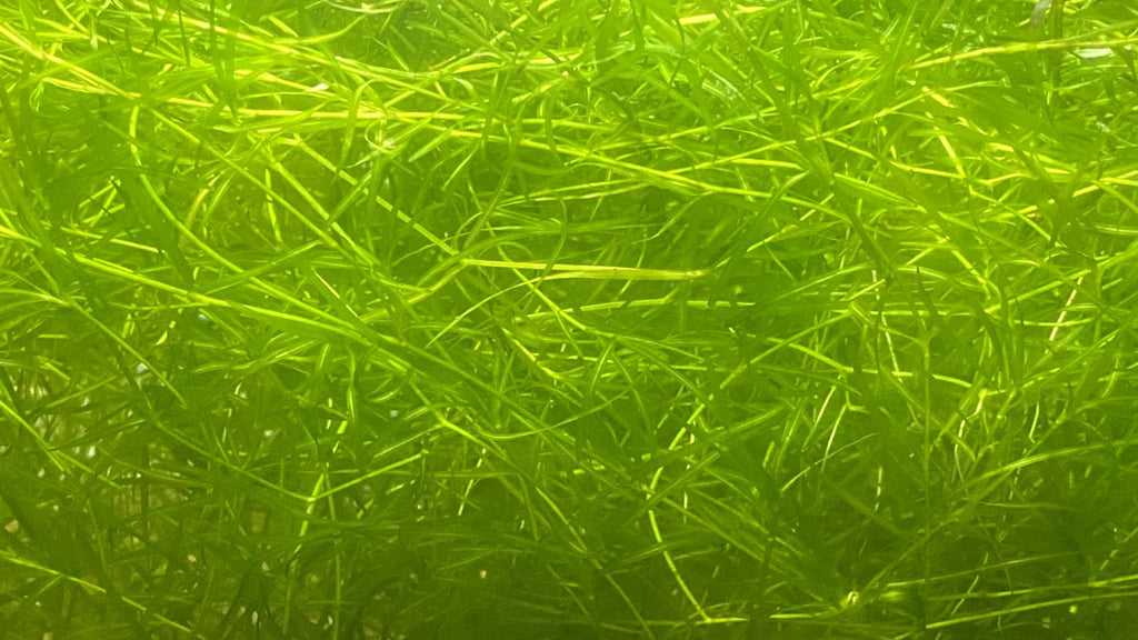 Guppy Grass - Najas Guadalupensis Live Aquarium Freshwater Plants - 1 Cup - Floating or Planted Aquarium Plant for Aquascaping Breeding Shrimp Fry Shelter Oxygenation - Ideal for Freshwater Aquariums