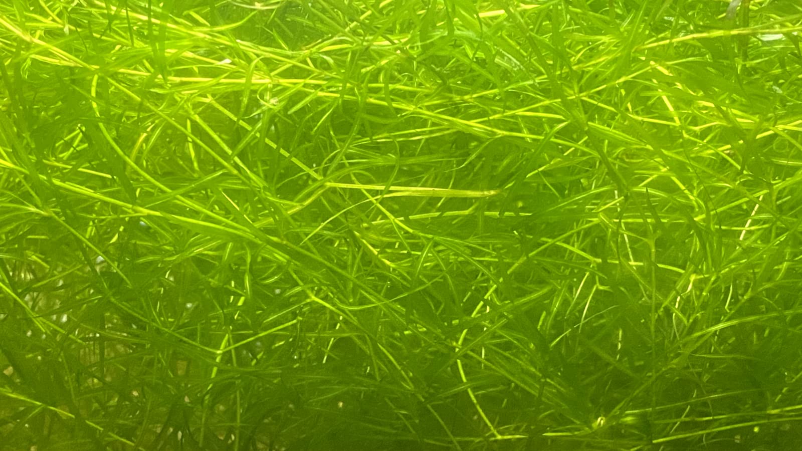 Guppy Grass - Najas Guadalupensis Live Aquarium Freshwater Plants - 1 Cup - Floating or Planted Aquarium Plant for Aquascaping Breeding Shrimp Fry Shelter Oxygenation - Ideal for Freshwater Aquariums