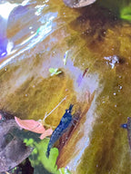 Live Neocaridina Blue Dream Shrimp - Stunning Blue Color - 10 Juvenile Blue Dream Shrimp - Freshwater Aquarium Shrimp