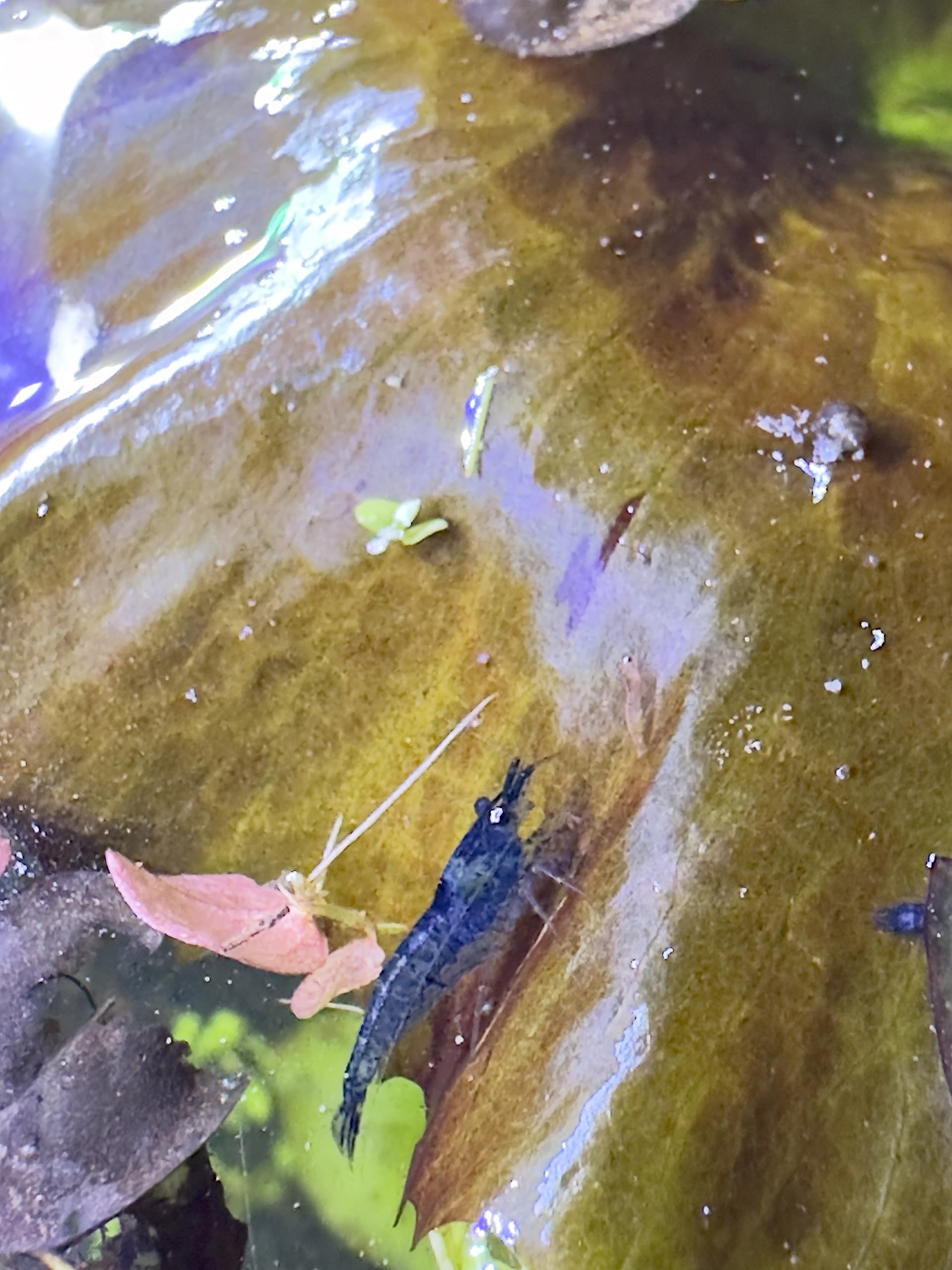 Live Neocaridina Blue Dream Shrimp - Stunning Blue Color - 10 Juvenile Blue Dream Shrimp - Freshwater Aquarium Shrimp