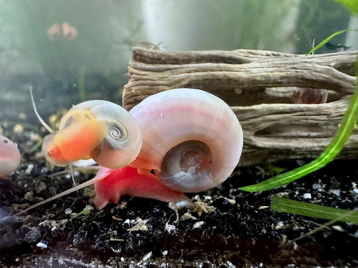 Wpc-Co. Ramshorn Snails - RED Color - Freshwater Aquarium Algae Eater - Ten Juvenile to Adult Ramshorn Snails Assorted Sizes Red Color - Aquarium Cleanup Crew - 10 Aquarium Ramshorn Snails