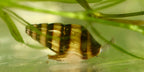 Assassin Snail - Clea Helena 1 Count