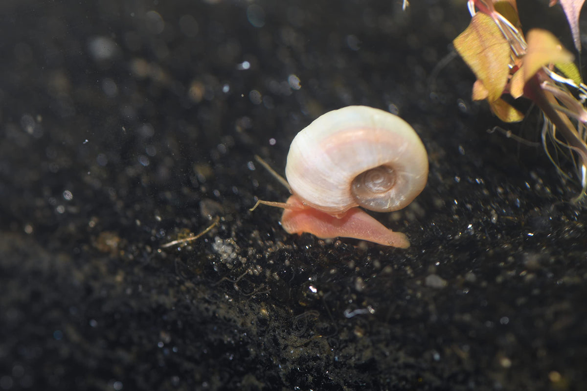 Wpc-Co. Ramshorn Snails - RED Color - Freshwater Aquarium Algae Eater - Ten Juvenile to Adult Ramshorn Snails Assorted Sizes Red Color - Aquarium Cleanup Crew - 10 Aquarium Ramshorn Snails