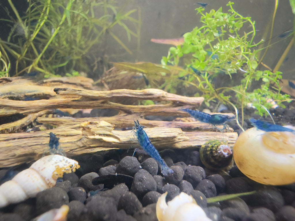 Live Neocaridina Blue Dream Shrimp - Stunning Blue Color - 10 Juvenile Blue Dream Shrimp - Freshwater Aquarium Shrimp