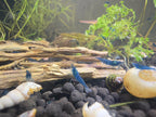 Live Neocaridina Blue Dream Shrimp - Stunning Blue Color - 10 Juvenile Blue Dream Shrimp - Freshwater Aquarium Shrimp