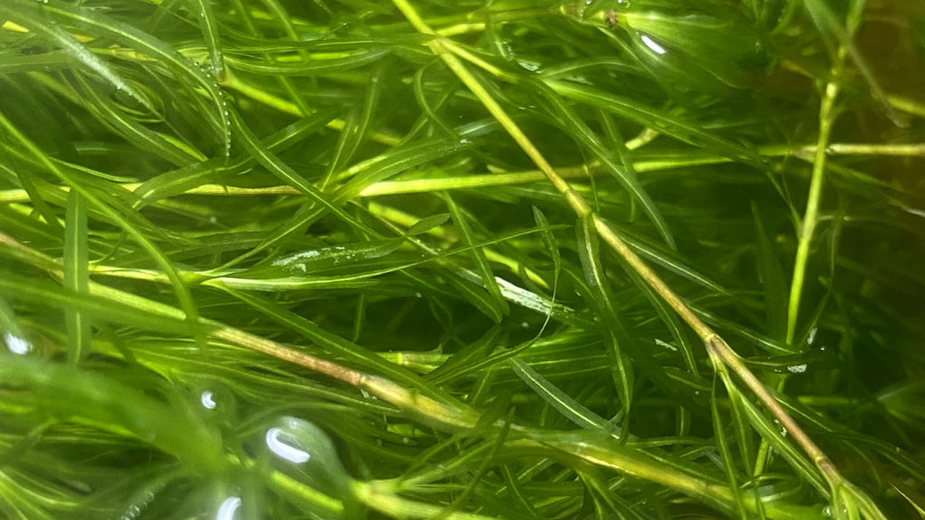 Guppy Grass - Najas Guadalupensis Live Aquarium Freshwater Plants - 1 Cup - Floating or Planted Aquarium Plant for Aquascaping Breeding Shrimp Fry Shelter Oxygenation - Ideal for Freshwater Aquariums