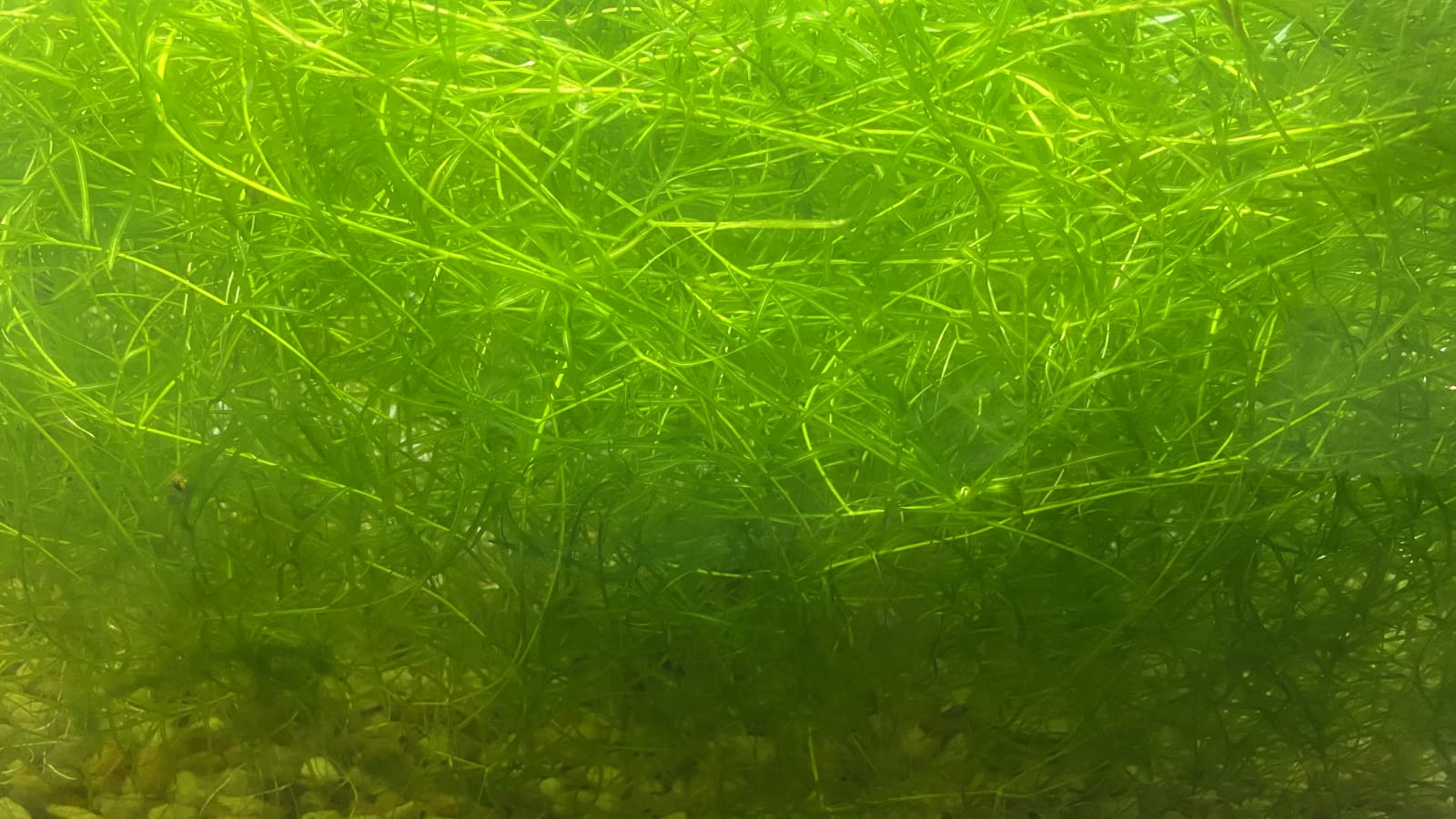 Guppy Grass - Najas Guadalupensis Live Aquarium Freshwater Plants - 1 Cup - Floating or Planted Aquarium Plant for Aquascaping Breeding Shrimp Fry Shelter Oxygenation - Ideal for Freshwater Aquariums