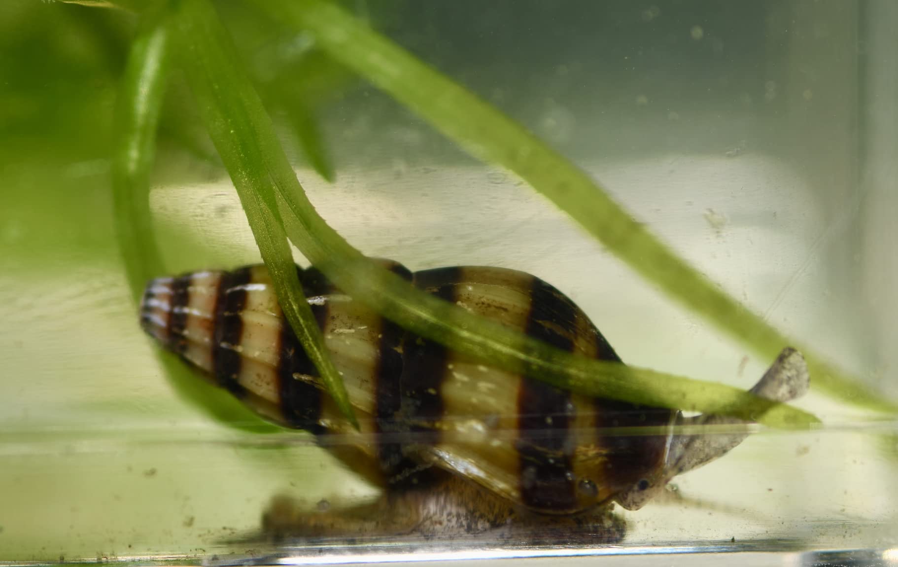 Assassin Snail - Clea Helena 1 Count