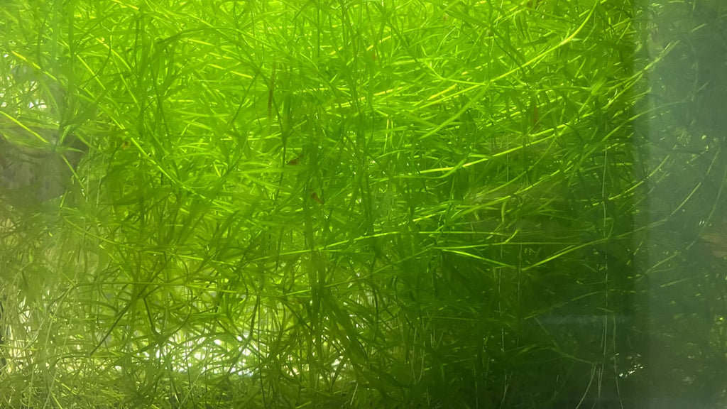 Guppy Grass - Najas Guadalupensis Live Aquarium Freshwater Plants - 1 Cup - Floating or Planted Aquarium Plant for Aquascaping Breeding Shrimp Fry Shelter Oxygenation - Ideal for Freshwater Aquariums