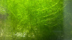 Guppy Grass - Najas Guadalupensis Live Aquarium Freshwater Plants - 1 Cup - Floating or Planted Aquarium Plant for Aquascaping Breeding Shrimp Fry Shelter Oxygenation - Ideal for Freshwater Aquariums