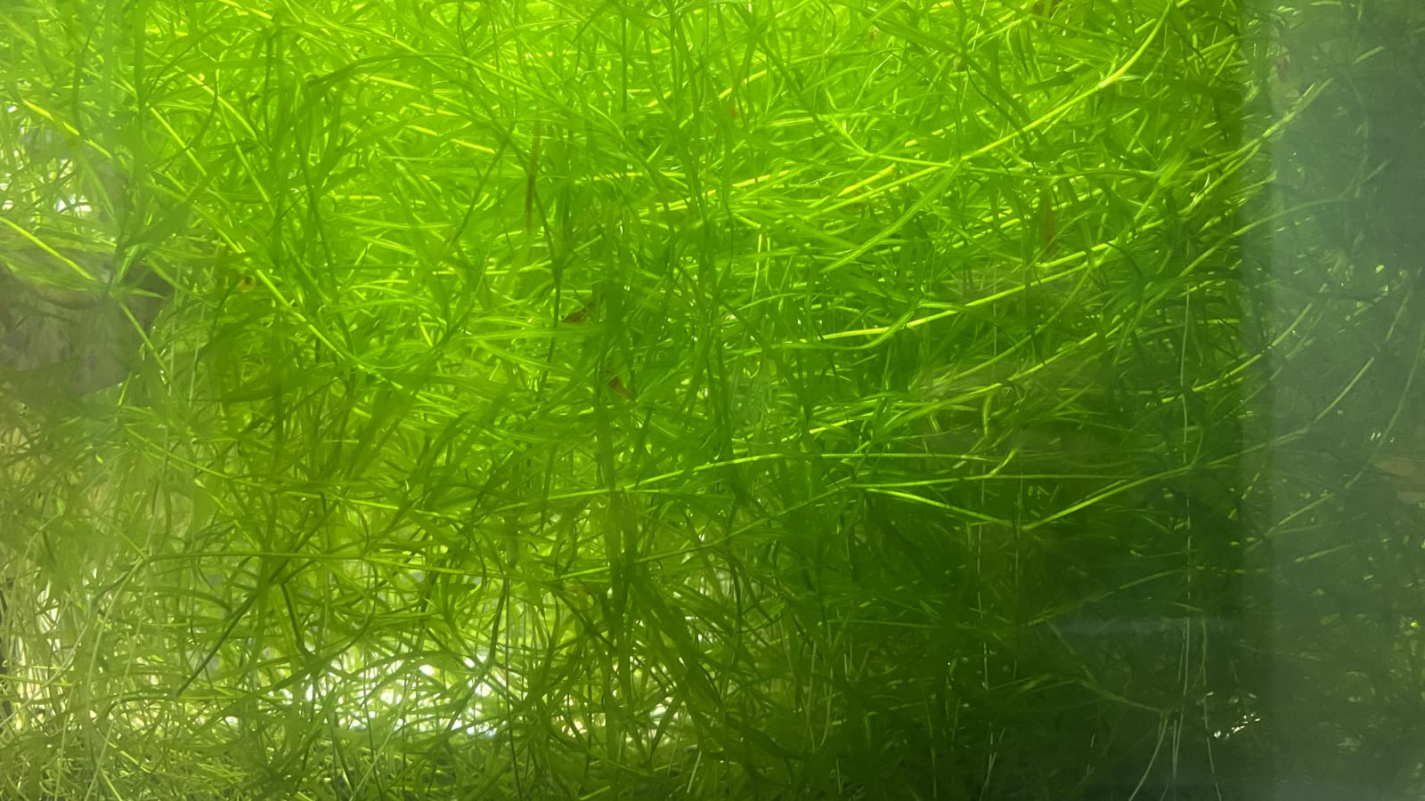 Guppy Grass - Najas Guadalupensis Live Aquarium Freshwater Plants - 1 Cup - Floating or Planted Aquarium Plant for Aquascaping Breeding Shrimp Fry Shelter Oxygenation - Ideal for Freshwater Aquariums