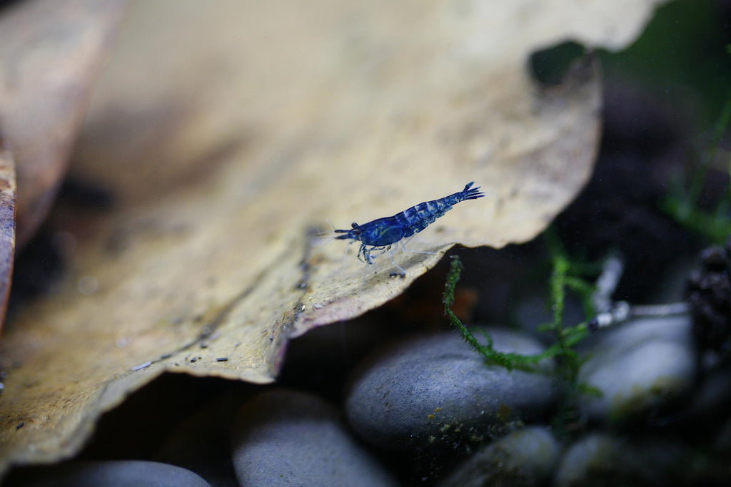 Live Neocaridina Blue Dream Shrimp - Stunning Blue Color - 10 Juvenile Blue Dream Shrimp - Freshwater Aquarium Shrimp