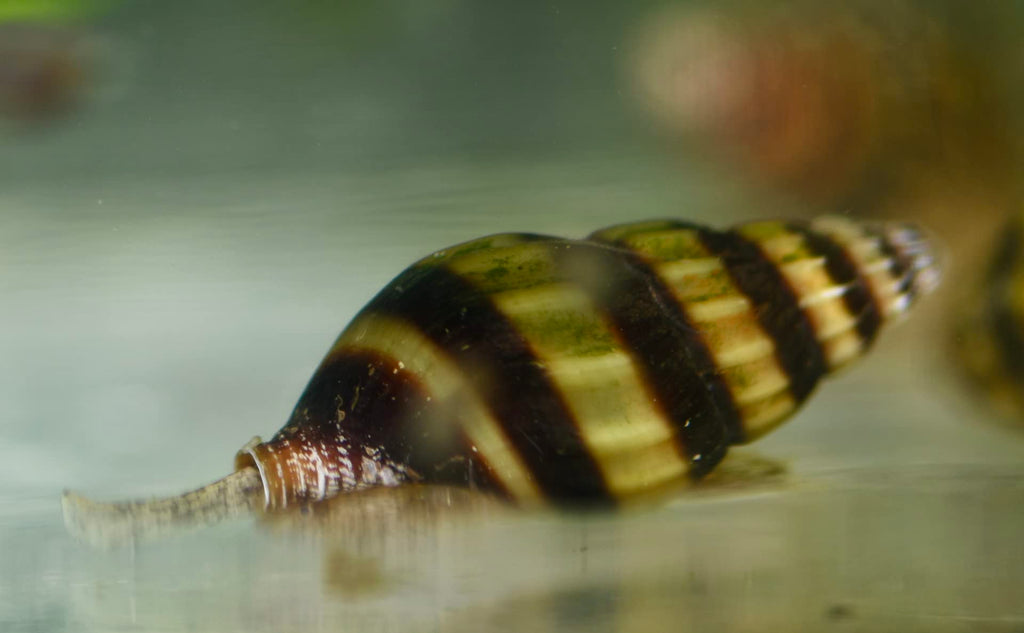 Assassin Snail - Clea Helena 1 Count