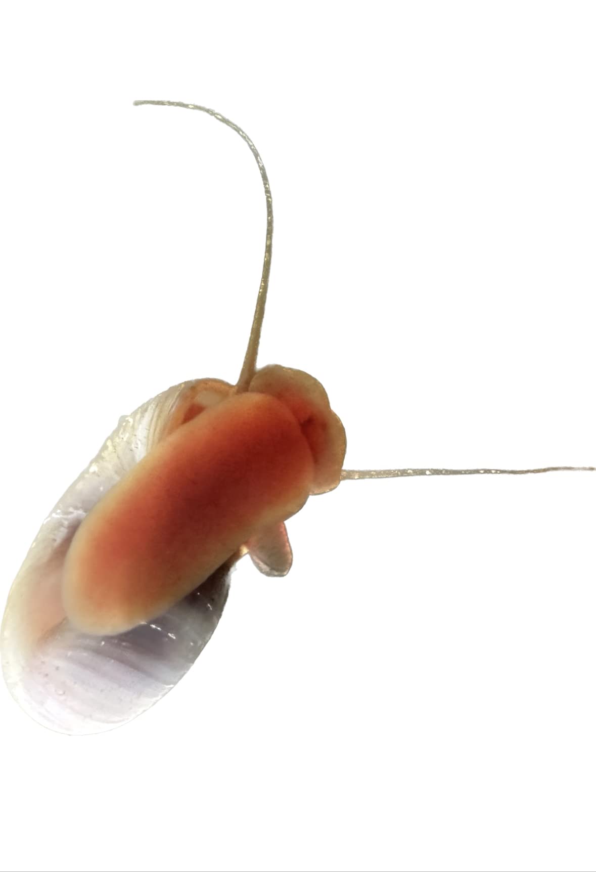 Wpc-Co. Ramshorn Snails - RED Color - Freshwater Aquarium Algae Eater - Ten Juvenile to Adult Ramshorn Snails Assorted Sizes Red Color - Aquarium Cleanup Crew - 10 Aquarium Ramshorn Snails