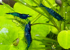 Live Neocaridina Blue Dream Shrimp - Stunning Blue Color - 10 Juvenile Blue Dream Shrimp - Freshwater Aquarium Shrimp