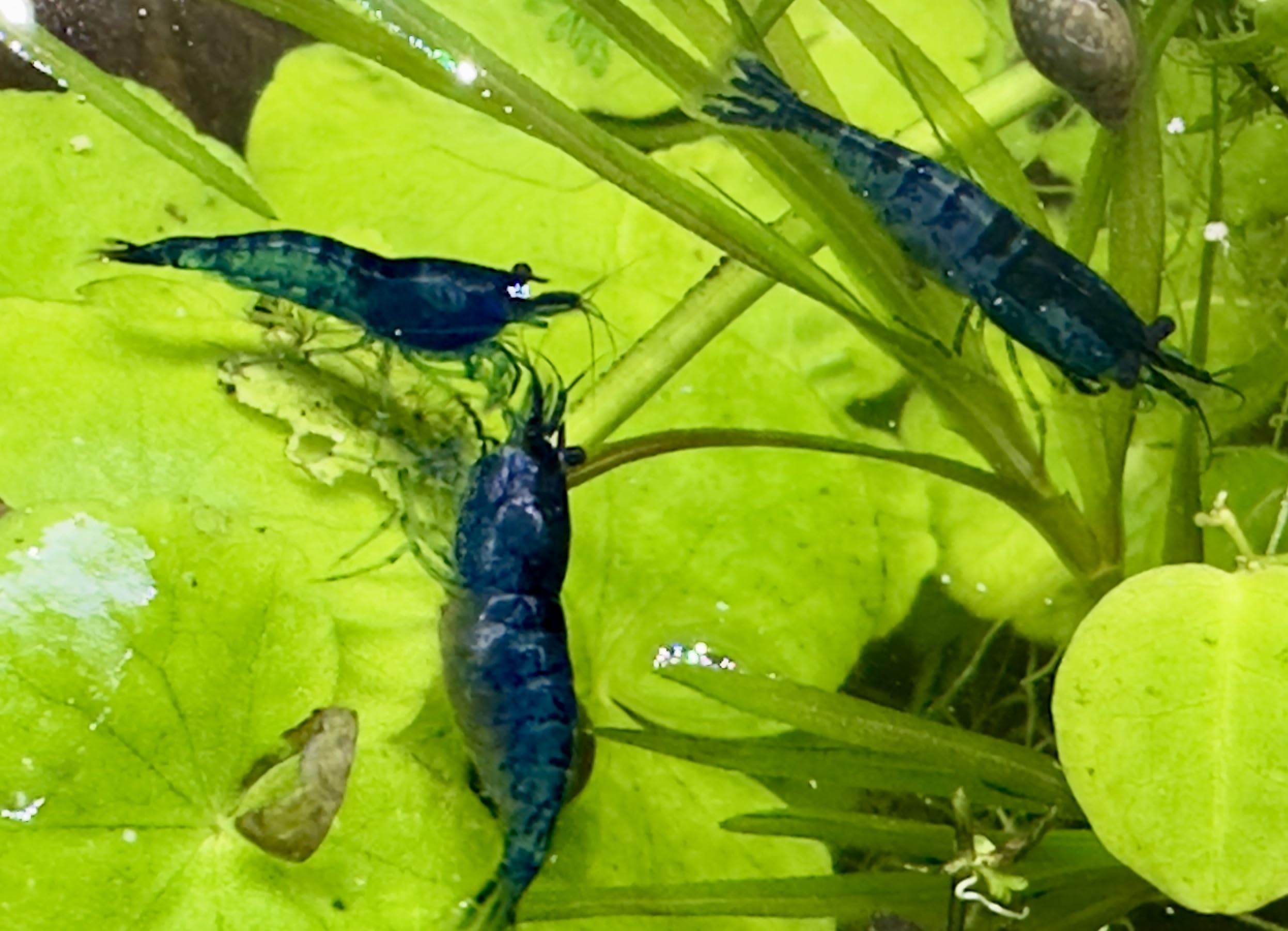 Live Neocaridina Blue Dream Shrimp - Stunning Blue Color - 10 Juvenile Blue Dream Shrimp - Freshwater Aquarium Shrimp