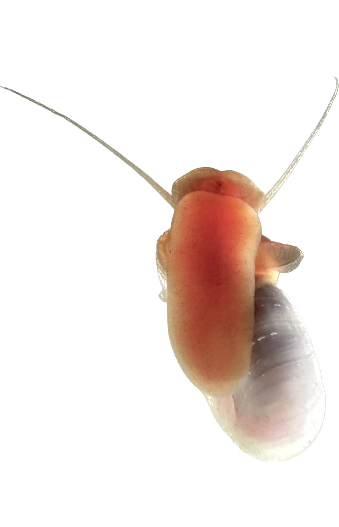 Wpc-Co. Ramshorn Snails - RED Color - Freshwater Aquarium Algae Eater - Ten Juvenile to Adult Ramshorn Snails Assorted Sizes Red Color - Aquarium Cleanup Crew - 10 Aquarium Ramshorn Snails