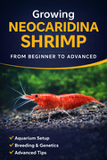 E-Book - Growing NEOCARIDINA SHRIMP: From Beginner to Advanced