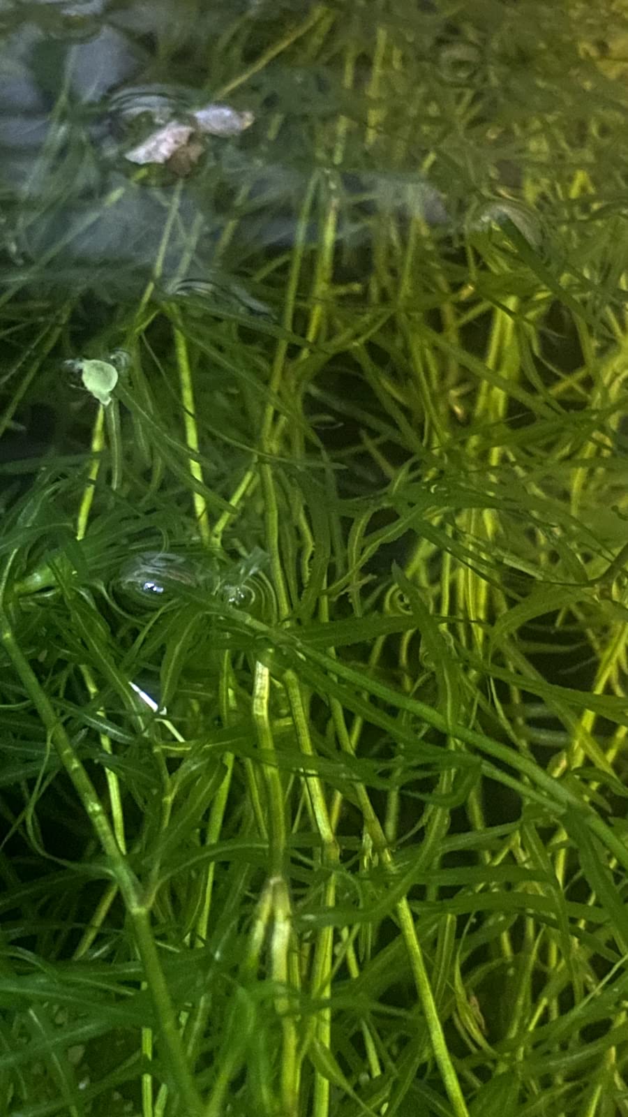 Guppy Grass - Najas Guadalupensis Live Aquarium Freshwater Plants - 1 Cup - Floating or Planted Aquarium Plant for Aquascaping Breeding Shrimp Fry Shelter Oxygenation - Ideal for Freshwater Aquariums