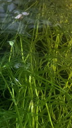 Guppy Grass - Najas Guadalupensis Live Aquarium Freshwater Plants - 1 Cup - Floating or Planted Aquarium Plant for Aquascaping Breeding Shrimp Fry Shelter Oxygenation - Ideal for Freshwater Aquariums