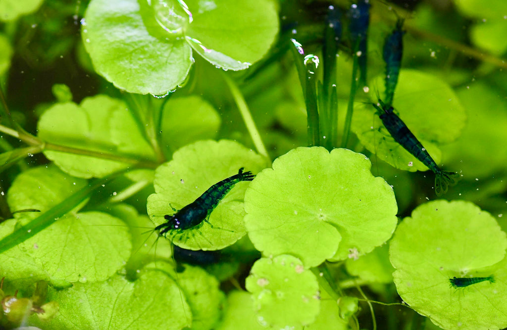 Live Neocaridina Blue Dream Shrimp - Stunning Blue Color - 10 Juvenile Blue Dream Shrimp - Freshwater Aquarium Shrimp