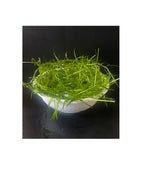 Guppy Grass - Najas Guadalupensis Live Aquarium Freshwater Plants - 1 Cup - Floating or Planted Aquarium Plant for Aquascaping Breeding Shrimp Fry Shelter Oxygenation - Ideal for Freshwater Aquariums