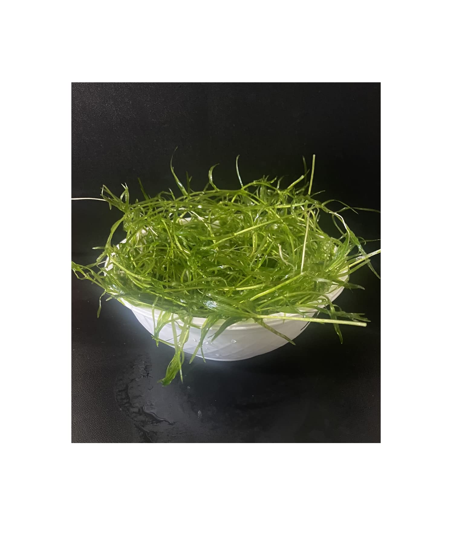 Guppy Grass - Najas Guadalupensis Live Aquarium Freshwater Plants - 1 Cup - Floating or Planted Aquarium Plant for Aquascaping Breeding Shrimp Fry Shelter Oxygenation - Ideal for Freshwater Aquariums