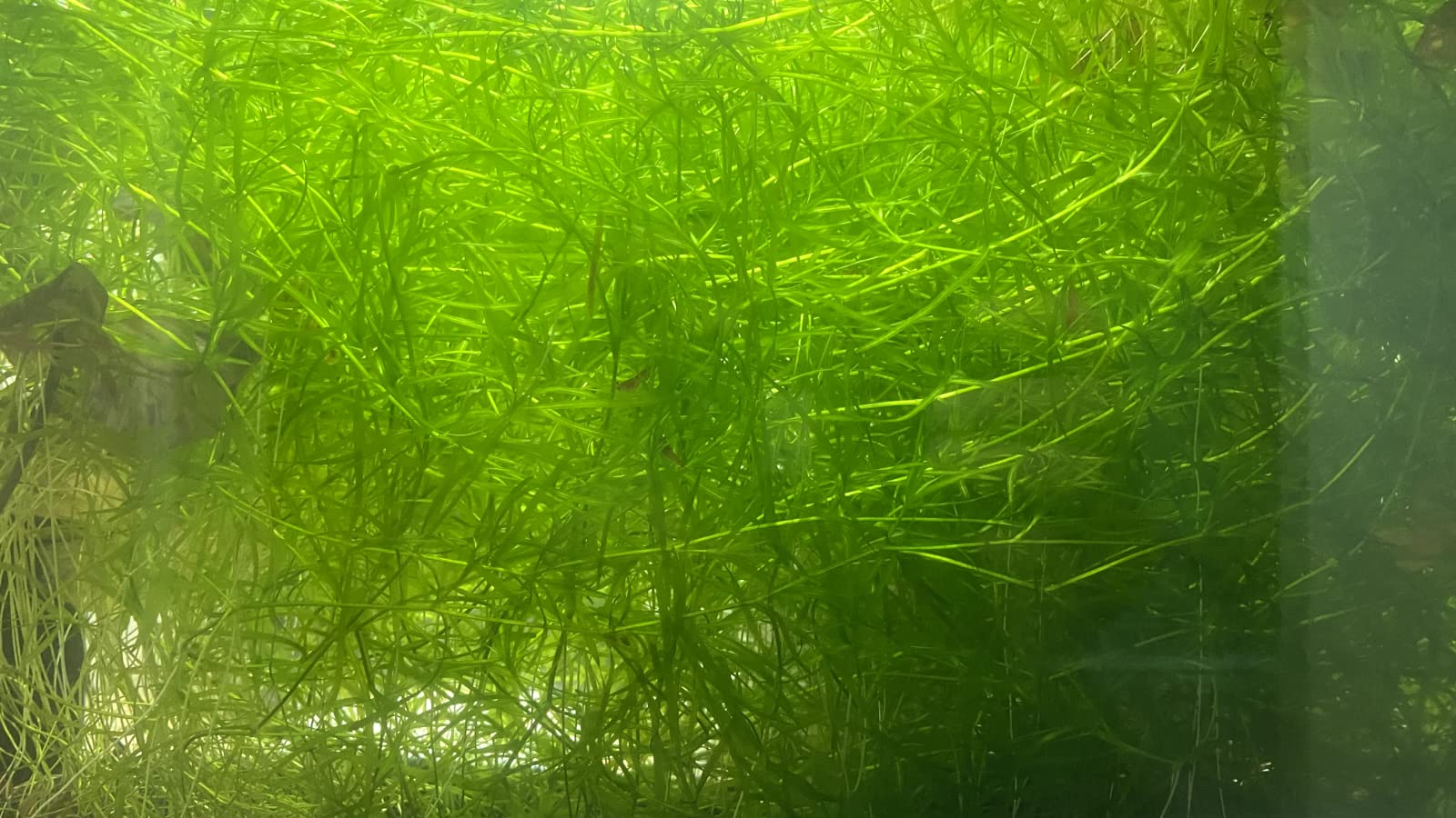 Guppy Grass - Najas Guadalupensis Live Aquarium Freshwater Plants - 1 Cup - Floating or Planted Aquarium Plant for Aquascaping Breeding Shrimp Fry Shelter Oxygenation - Ideal for Freshwater Aquariums