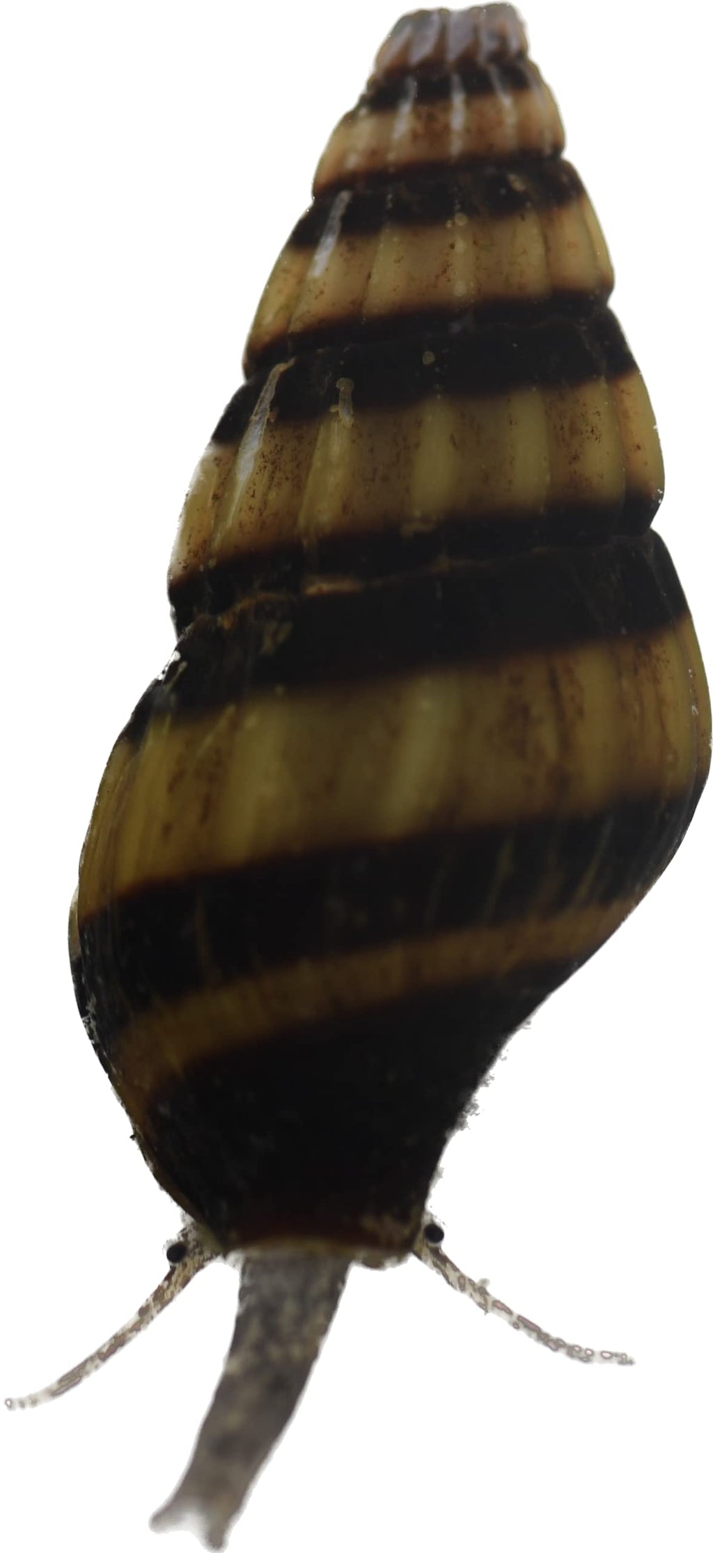Assassin Snail - Clea Helena 1 Count