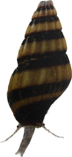 Assassin Snail - Clea Helena 1 Count