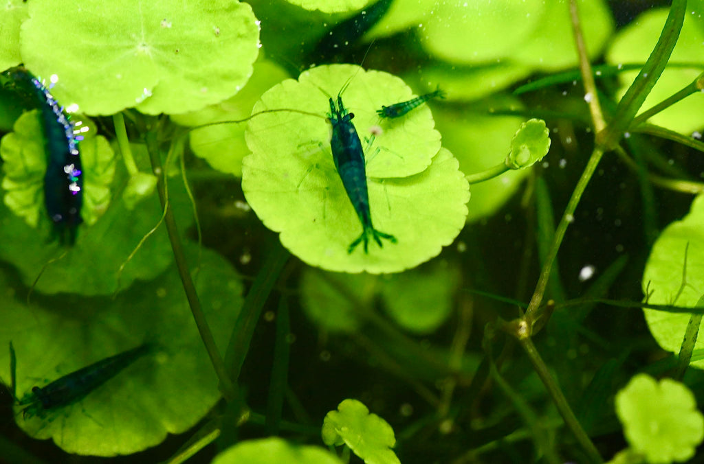 Live Neocaridina Blue Dream Shrimp - Stunning Blue Color - 10 Juvenile Blue Dream Shrimp - Freshwater Aquarium Shrimp
