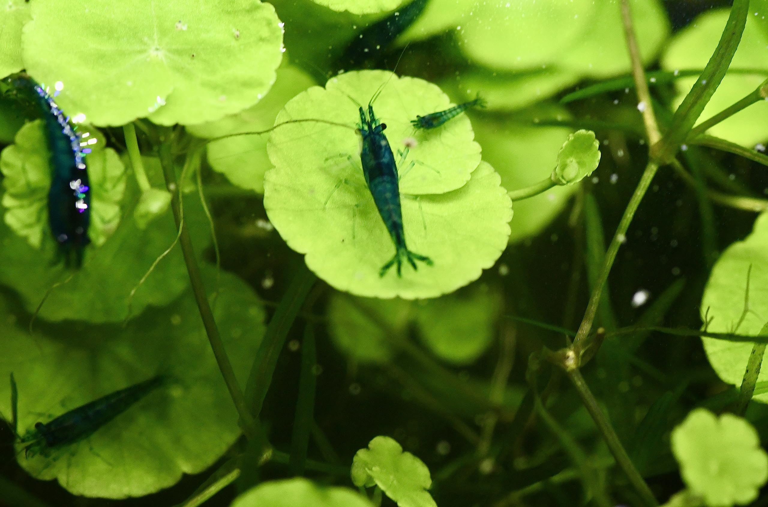 Live Neocaridina Blue Dream Shrimp - Stunning Blue Color - 10 Juvenile Blue Dream Shrimp - Freshwater Aquarium Shrimp