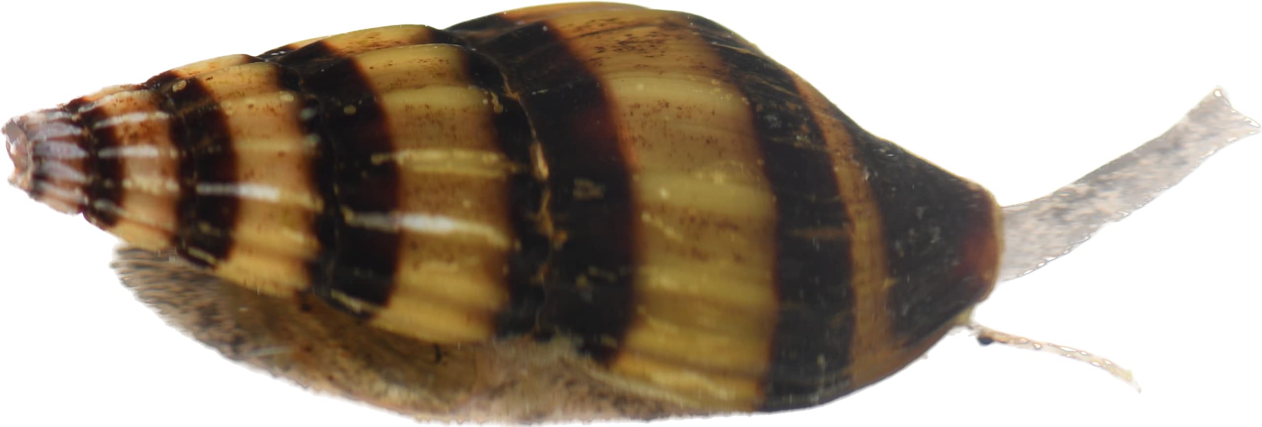Assassin Snail - Clea Helena 1 Count