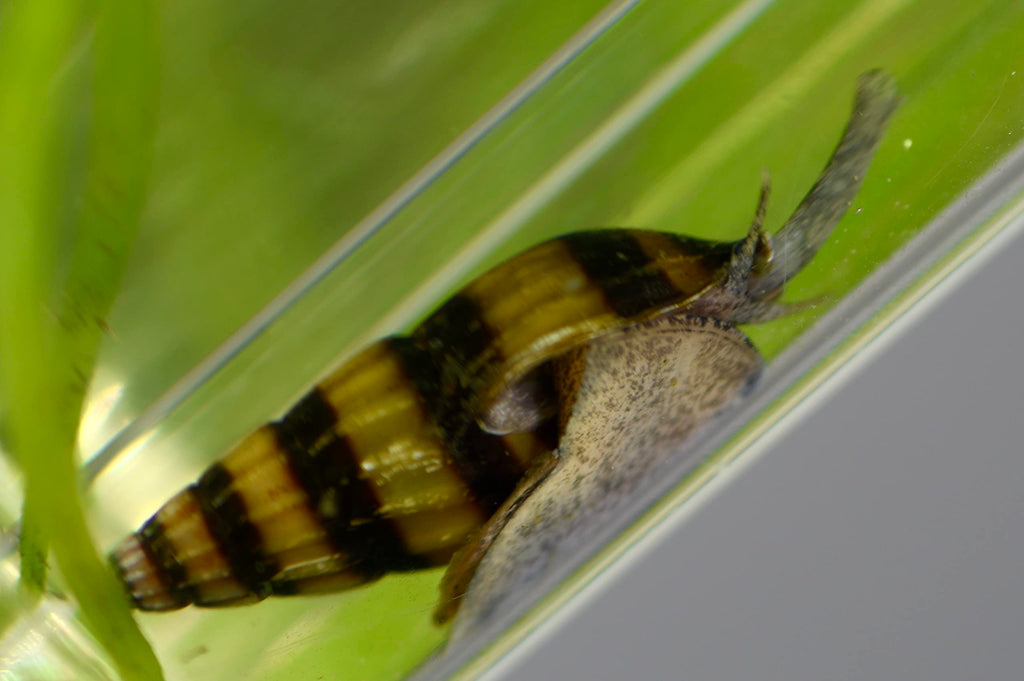 Assassin Snail - Clea Helena 1 Count