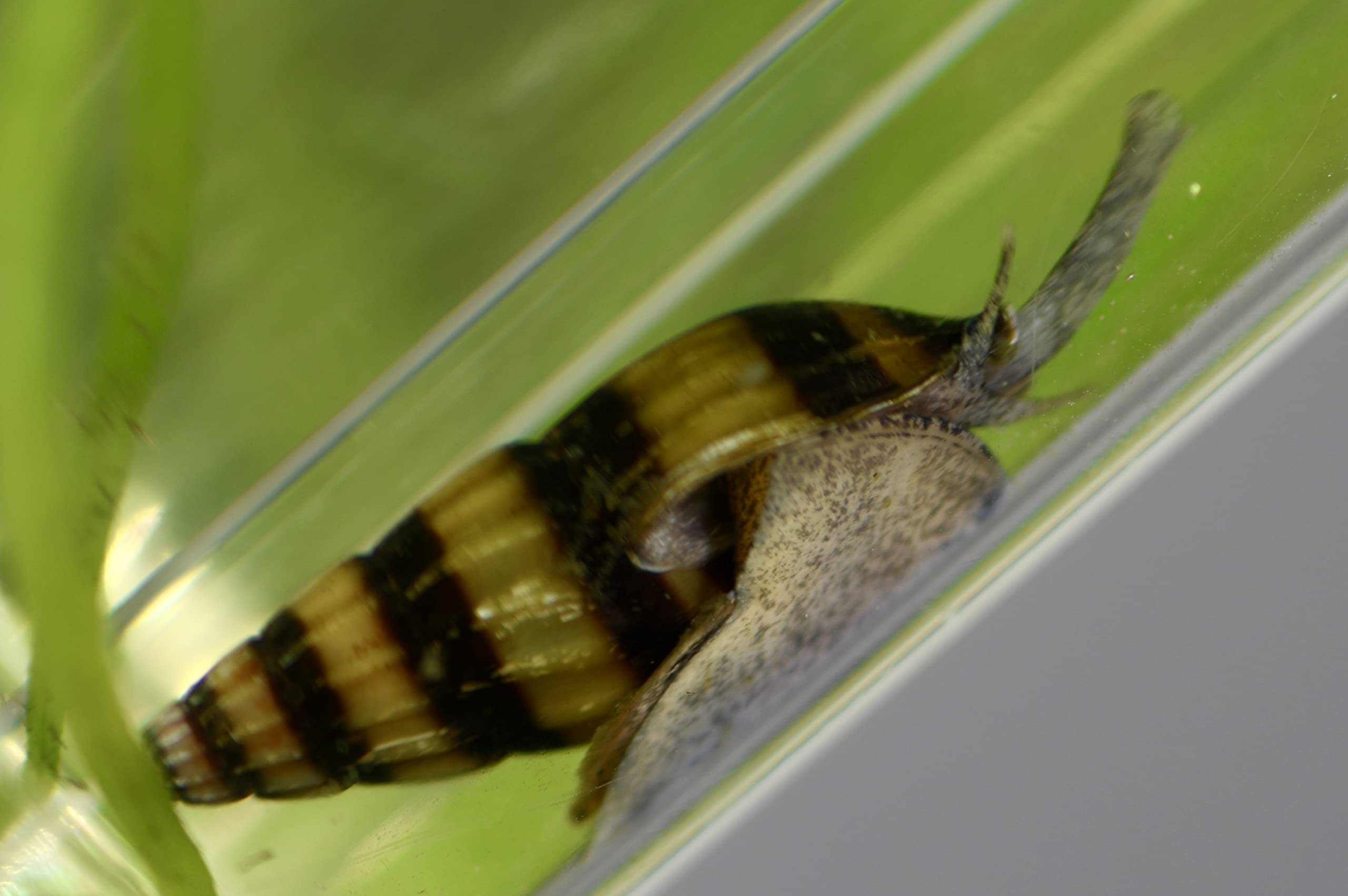 Assassin Snail - Clea Helena 1 Count