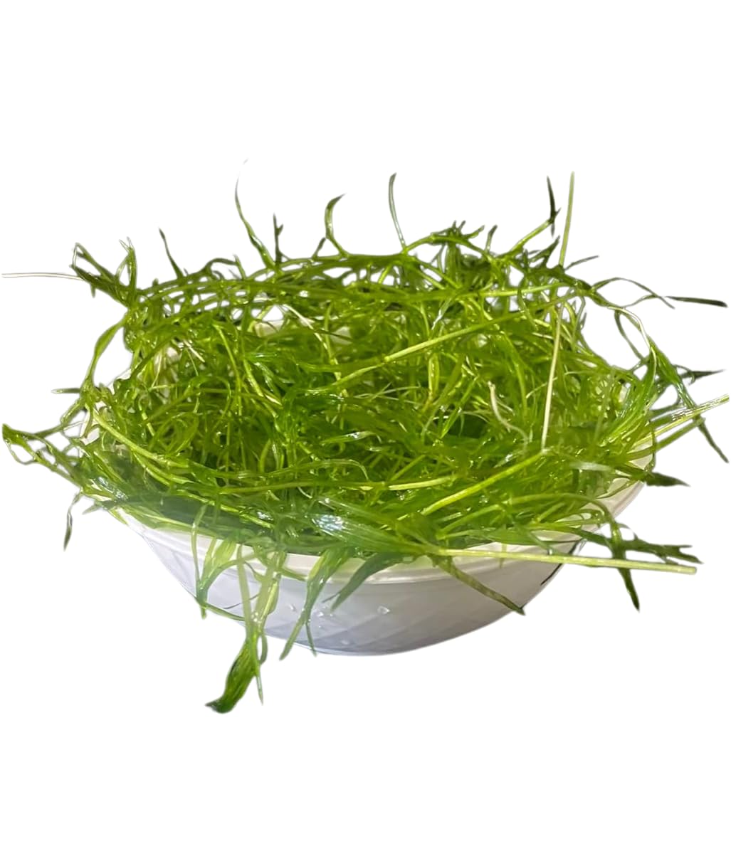 Guppy Grass - Najas Guadalupensis Live Aquarium Freshwater Plants - 1 Cup - Floating or Planted Aquarium Plant for Aquascaping Breeding Shrimp Fry Shelter Oxygenation - Ideal for Freshwater Aquariums