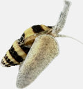 Assassin Snail - Clea Helena 1 Count
