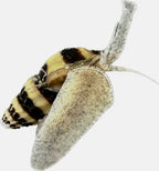 Assassin Snail - Clea Helena 1 Count